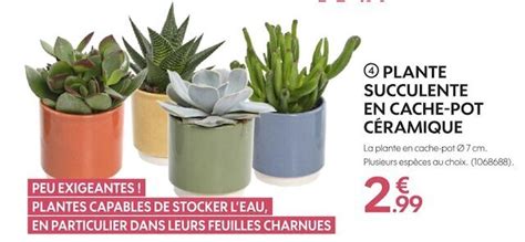 Promo Plante Succulente En Cache Pot C Ramique Chez Truffaut