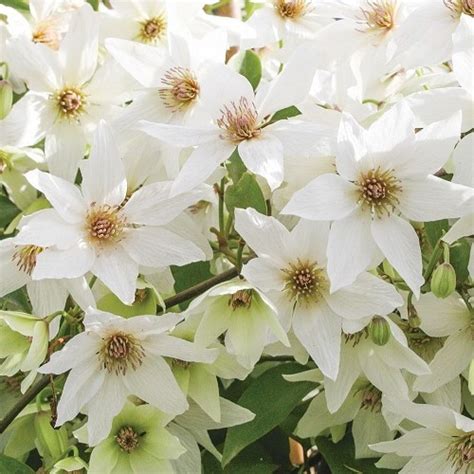 Clematis Purity 3 5ltr Greenleaf Nurseries