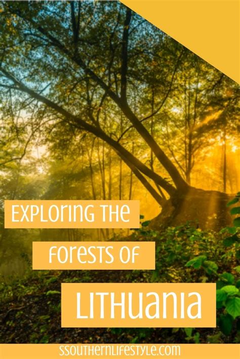 Exploring the Forests of Lithuania | SsouthernLifestyle