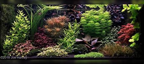 This Impressive Dutch Aquascape By Joe Harvey Shows A Mix Of Unusual