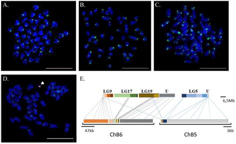 Fluorescence In Situ Hybridization Revealed The Localization Of Tandem Download Scientific