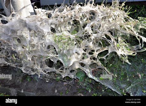 Oak Procession Moth Stock Photo Alamy