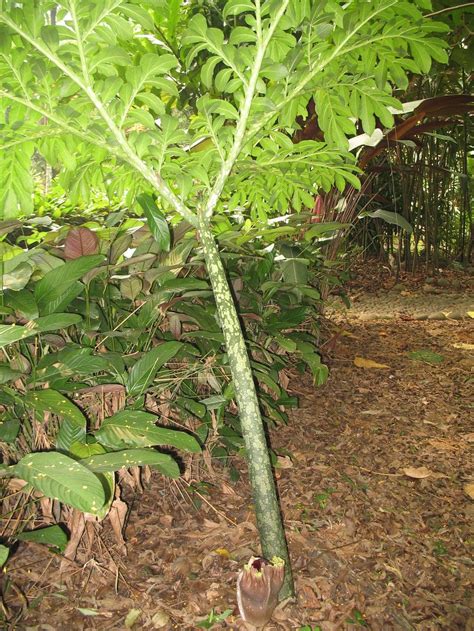 Amorphophallus Paeoniifolius Pha Tad Ke Botanical Garden