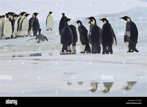 Groupe De Manchots Empereur Banque De Photographies Et Dimages Haute