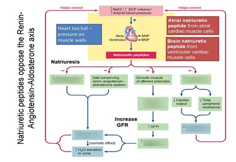 Natriuretic Peptides: Key Terms and Definitions in Chemistry Flashcards ...