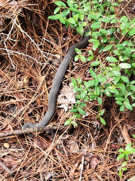 Plain Bellied Watersnake From Shenandoah TX 77384 USA On October 4