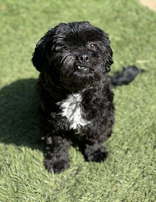 Dana Point Ca Shih Tzu Poodle Miniature Meet Bo A Pet For