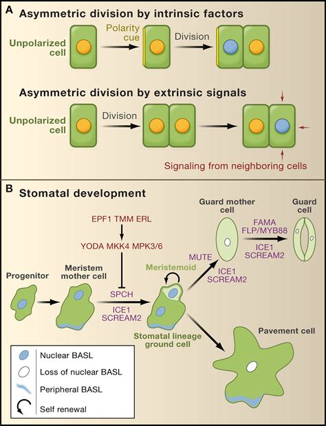 Plant Asymmetric Cell Division Vive La Différence Cell