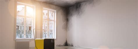 How To Prevent Mold Growth In Your Home Mold Remediation Solutions Of