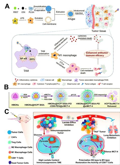 A Scheme Of The Preparation Of M1 Macrophage Cell Membrane Coated