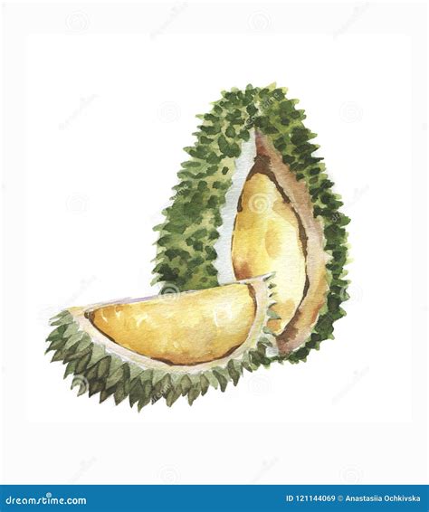 Hand Drawn Watercolor Illustration Of Fruit Durian Stock Illustration