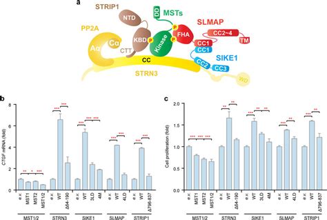 STRIPAK Regulates Hippo Signaling Dependent On Complex Assembly A