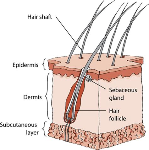 Structure of the Skin in Dogs - Dog Owners - MSD Veterinary Manual