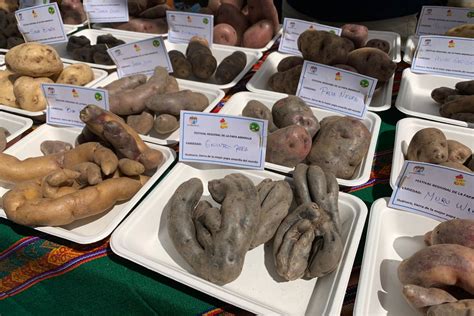 Día Nacional de la Papa licores bocadillos dulces del tubérculo