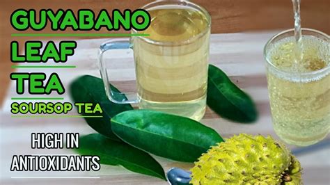 How To Make Fresh Guyabano Leaf Tea High In Antioxidants Teatime