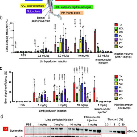 Lnp Mediated Luc Mrna Or Crispr Cas Mrna Sgrna Delivery Into Muscle