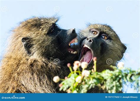 Two Monkeys Fighting In The Sand Royalty-Free Stock Photo ...