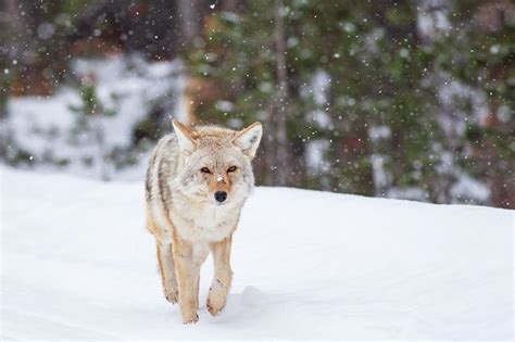 Yellowstone Winter Waterfalls and Wildlife - Yellowstone Safari Company