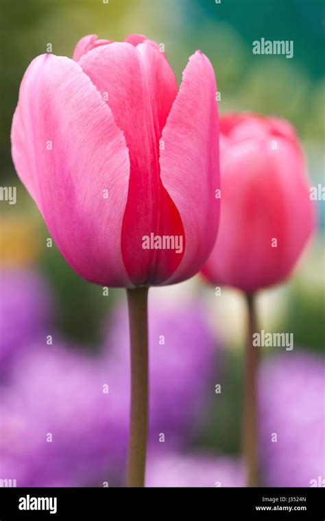 Pink Tulips In Keukenhof Flower Garden Lisse The Netherlands Darwin