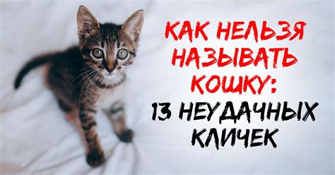Как назвать котенка: идеи, правила и запреты - Со Вкусом