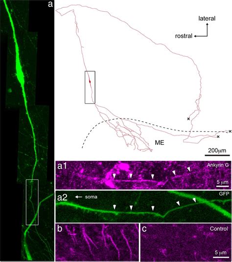 Gnrh Neurons Elaborate A Long Range Projection With Shared Axonal And