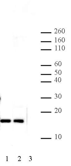 Histone H2az Antibody Pab H2az Proteintech