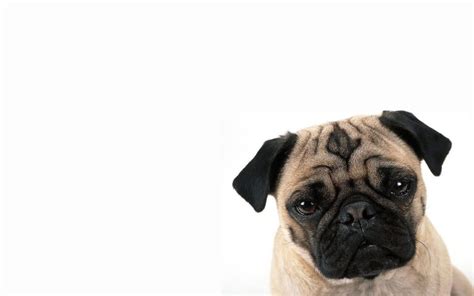 Pug Wallpapers Hd Pixelstalk Net