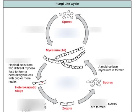 Fungi Life Cycle Diagram Quizlet