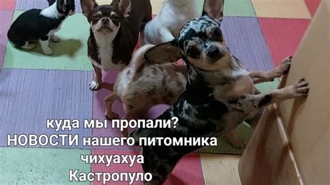 #влог алиментный щенок? новости питомник #чихуахуа Кастропуло продажа ...