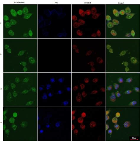 Fluorescent Intensity Reflecting The Endosomal Escape Abilities Of