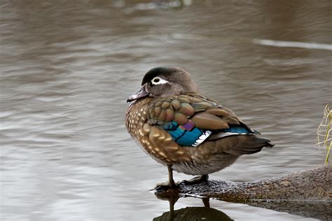 Wood Ducks Succeed | BirdNote