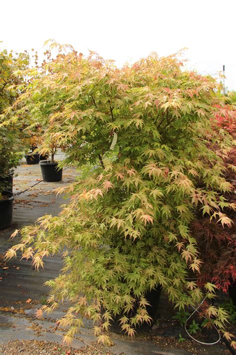 Buy Acer Palmatum Hoofman Specimen Conifer Kingdom