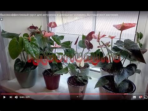 Высокоэффективный грунт для антуриума в домашних условиях, быстрый рост ...