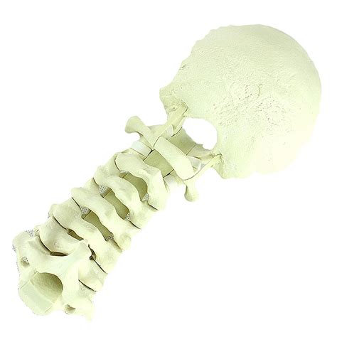 Buy K Human Occipital Anatomical Model Cervical Spine Model Shows