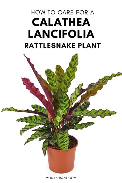 Rattlesnake Plant Care Guide Calathea Lancifolia