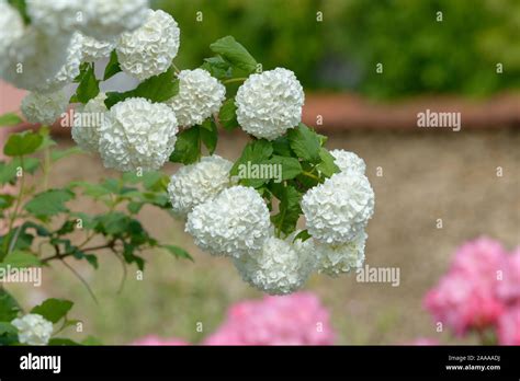 Viburnum opulus var sterile Fotos und Bildmaterial in hoher Auflösung