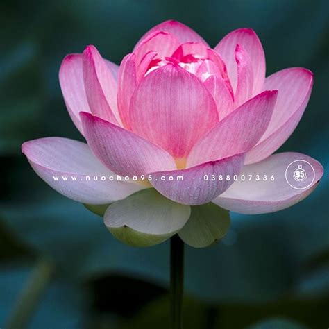 Hoa sen (Lotus)