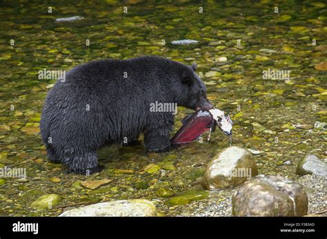 Poisson Saumon Banque D Image Et Photos Alamy