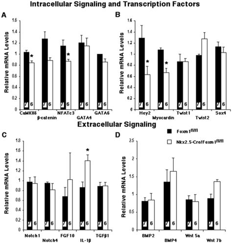 Whole Heart Rna Was Isolated From Embryonic Nkx25 Crefoxm1flfl And