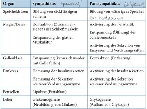 Anatomie Und Physiologie Vegetatives Nervensystem Karteikarten