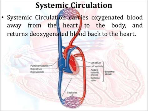 Pulmonary And Systemic Circulation Steps