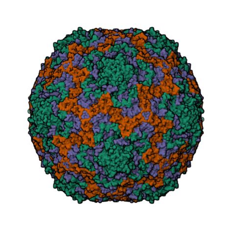 Rcsb Pdb Bno Crystal Structure Of Human Enterovirus D In Complex