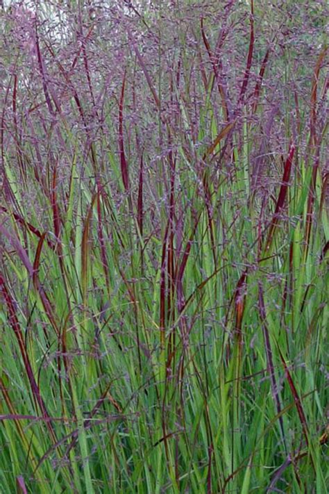 Buy Prairie Sky Red Switch Grass FREE SHIPPING 1 Gallon Pot