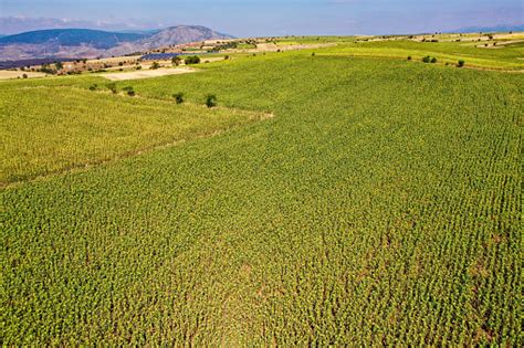 Aerial View Of Cropland With By Drone Stock Photo Download Image Now