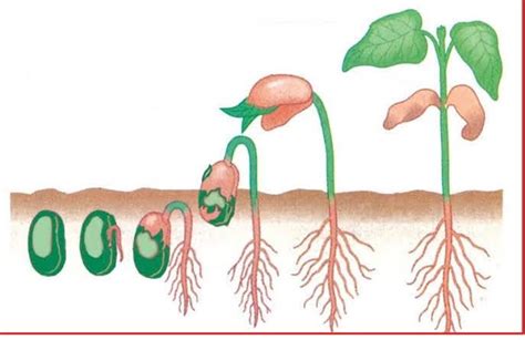 Perhatikan Gambar Perkecambahan Di Bawah Ini