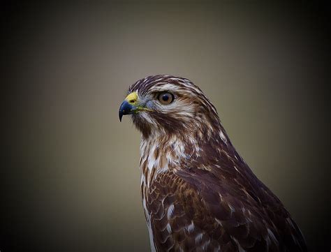 Juvenile Red Shouldered Hawk Red Shouldered Hawk Buteo Lin Flickr