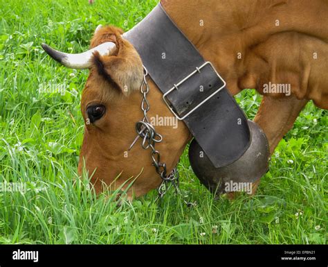 Brown Swiss Cow With Traditional Cow Bell On A Leather Strap Stock