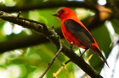 Tanager - Description, Habitat, Image, Diet, and Interesting Facts