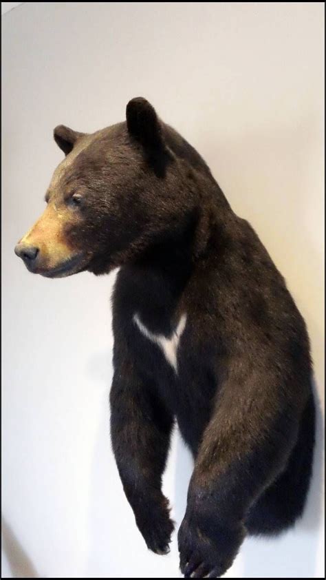 Half Body Black Bear Wall Mount Artofit