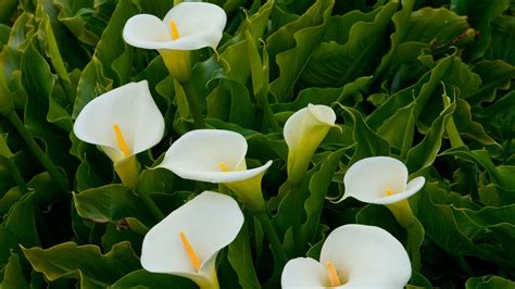 When To Cut Back Calla Lilies 3 Expert Signs To Look For Homes And Gardens